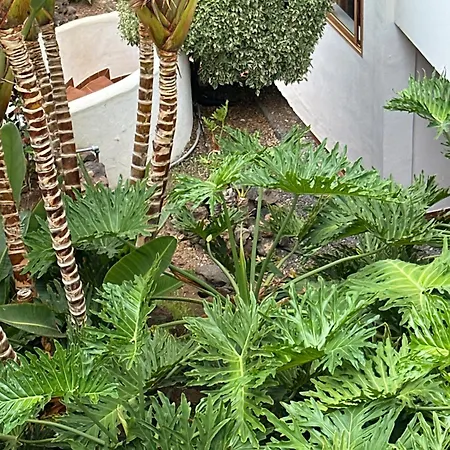 Appart hôtel Studio 2 Personnes Tenerife Sud